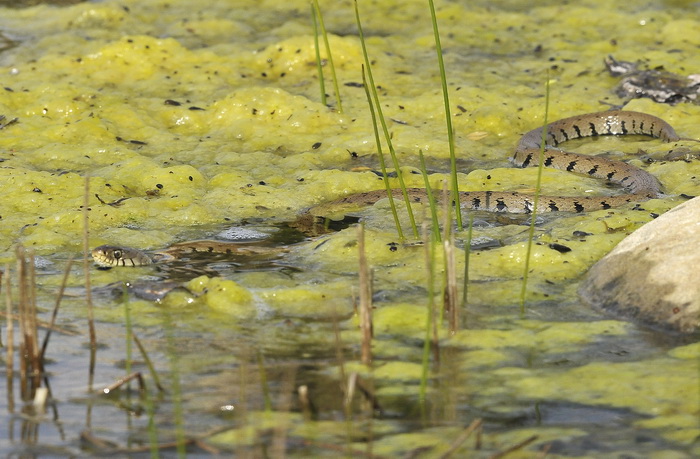 Natrix natrix - Natrice dal collare